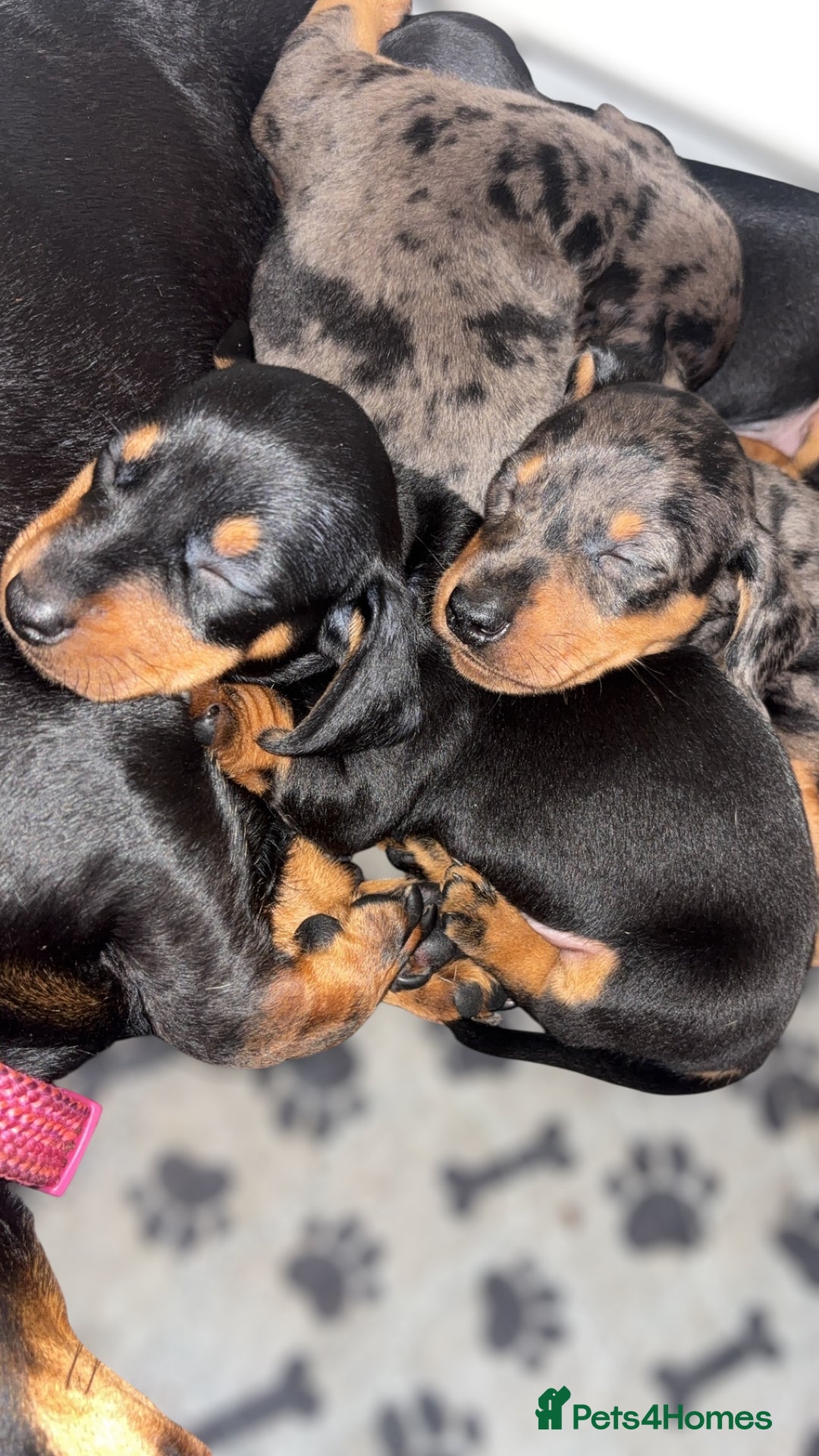 Miniature Dachshund dogs for sale: Lovely Mini Daschunds Looking For A Forever Sofa - Image 12