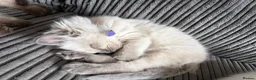 Ragdoll cats for sale: Gorgeous ragdoll kittens!  - Advert 13