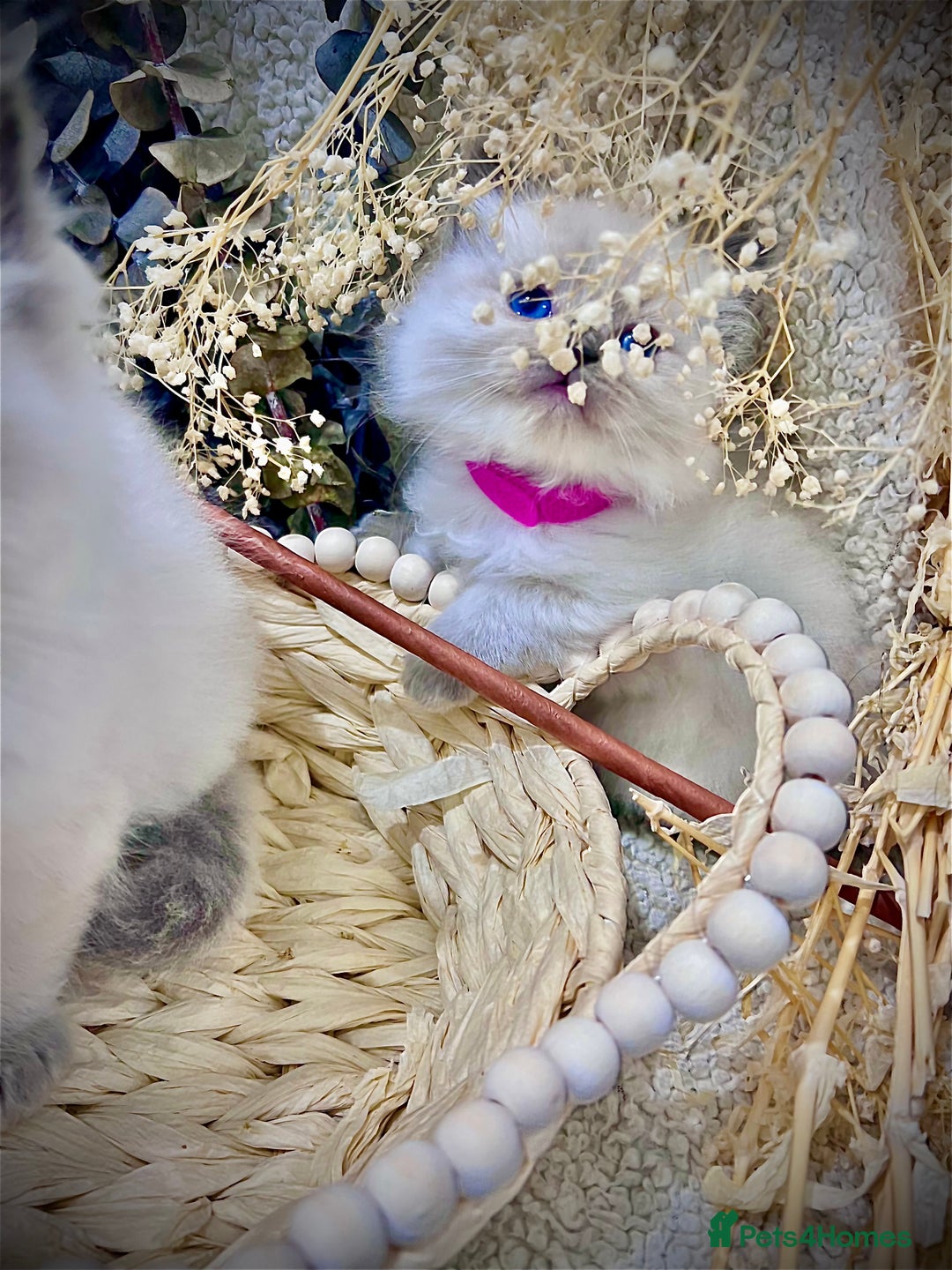 Ragdoll cats for sale: Hello Ragdoll lover‼️ - Advert 3