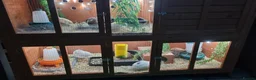 Quail poultry for sale: Coturnix quail hatching eggs and chics to order  - Advert 9