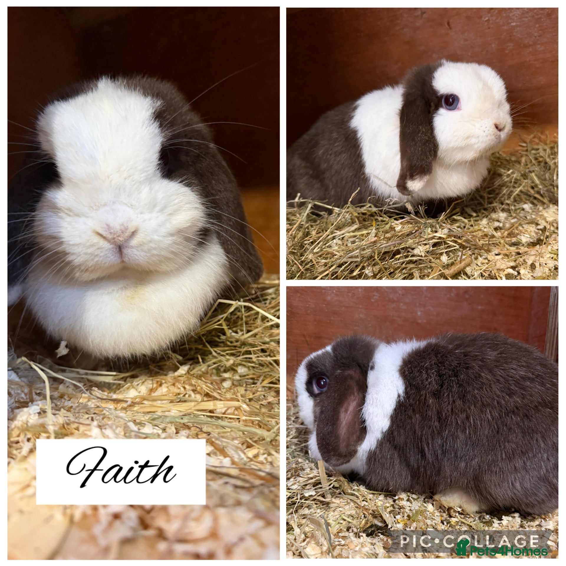 Mini Lop rabbits Pure bred mini lops  - Advert 3