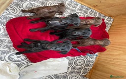 Patterdale Terrier dogs for sale: Gorgeous patterdale pups for sale  - Image 2