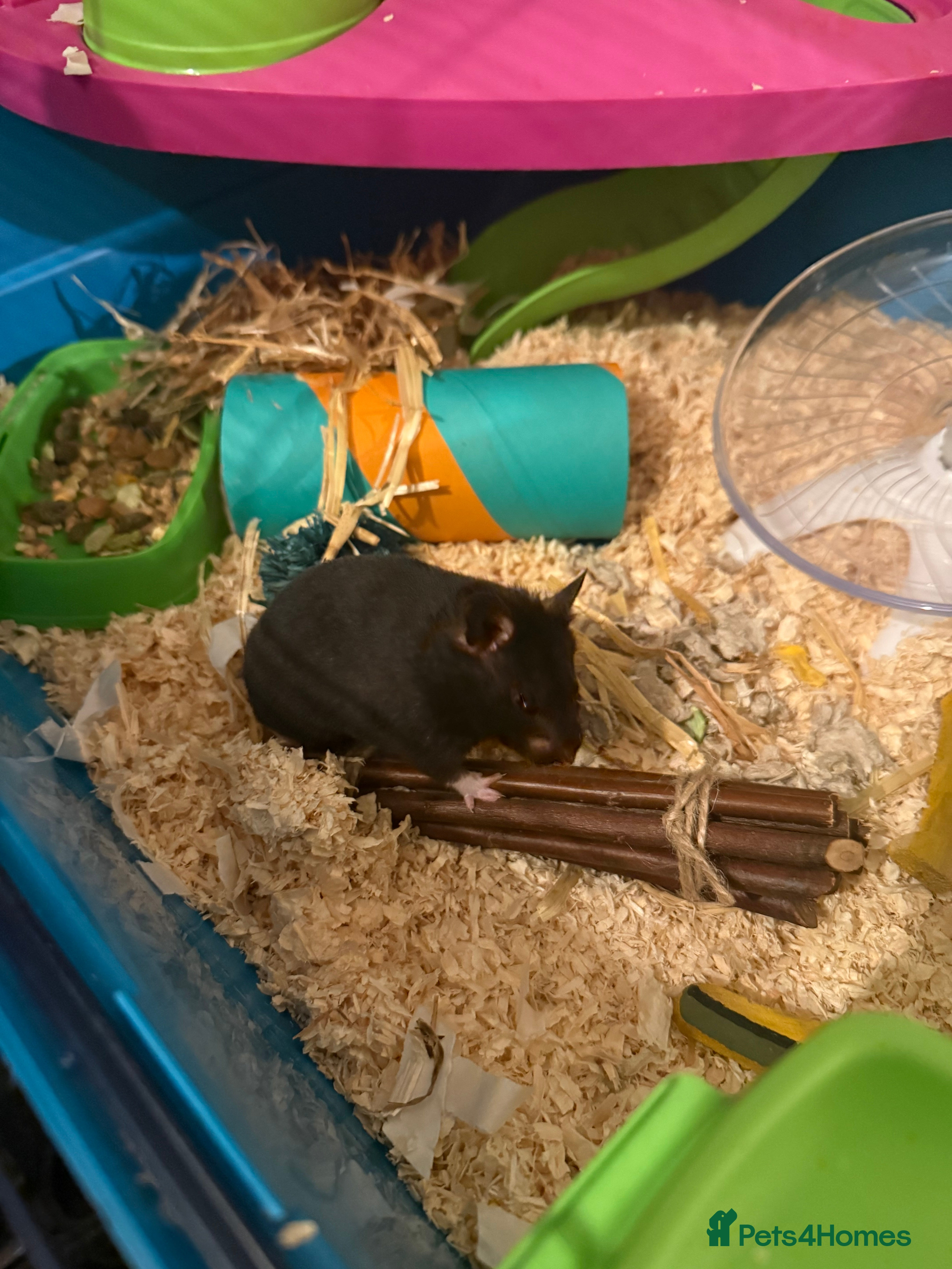 Hamster rodents Hamster for sale - Advert 2