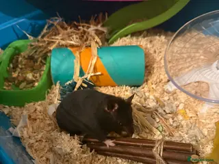 Hamster rodents Hamster for sale - Advert 2