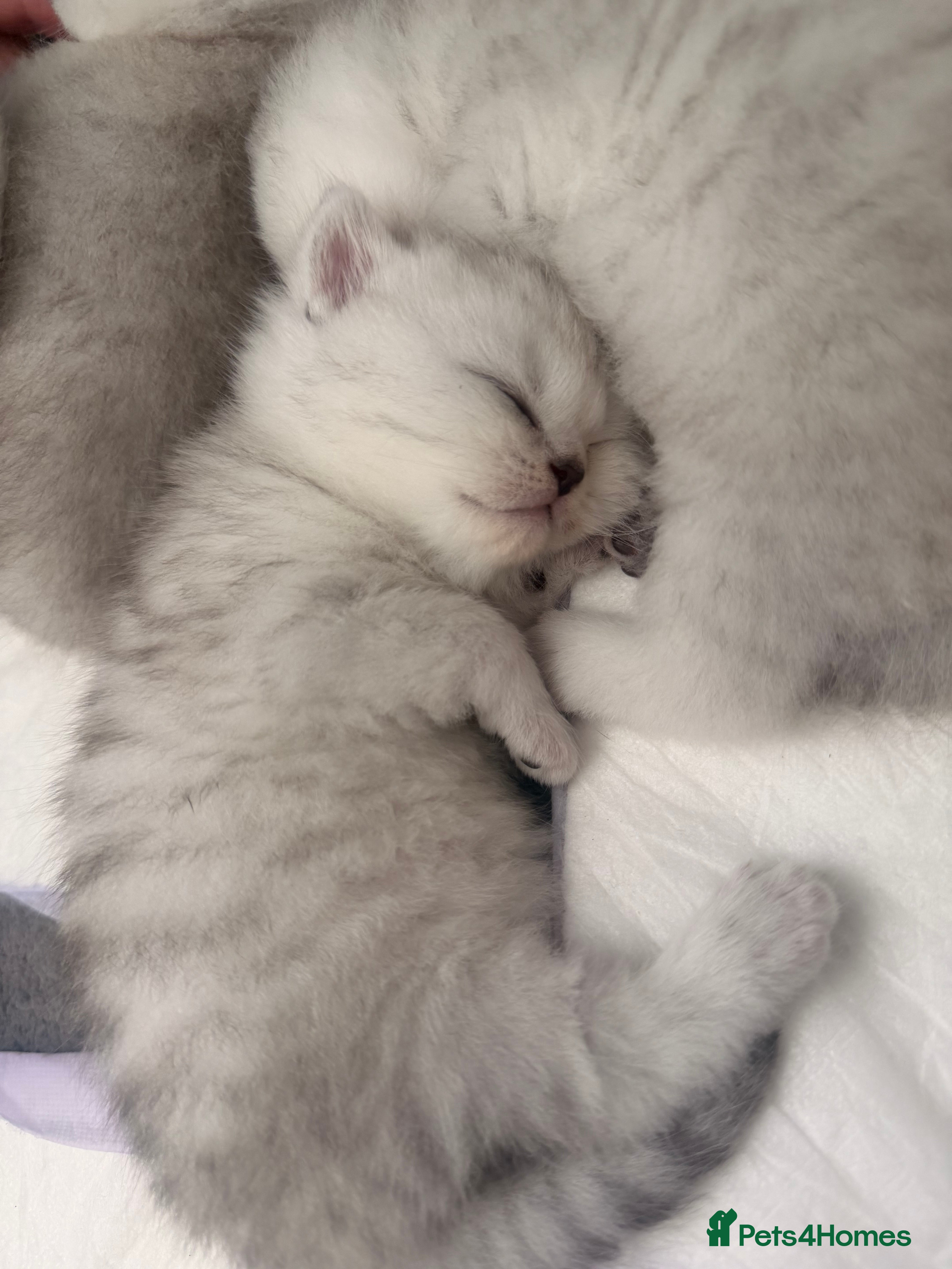 Scottish Fold cats 🐾✨ Adorable Scottish Fold & Straight Kittens - Advert 2