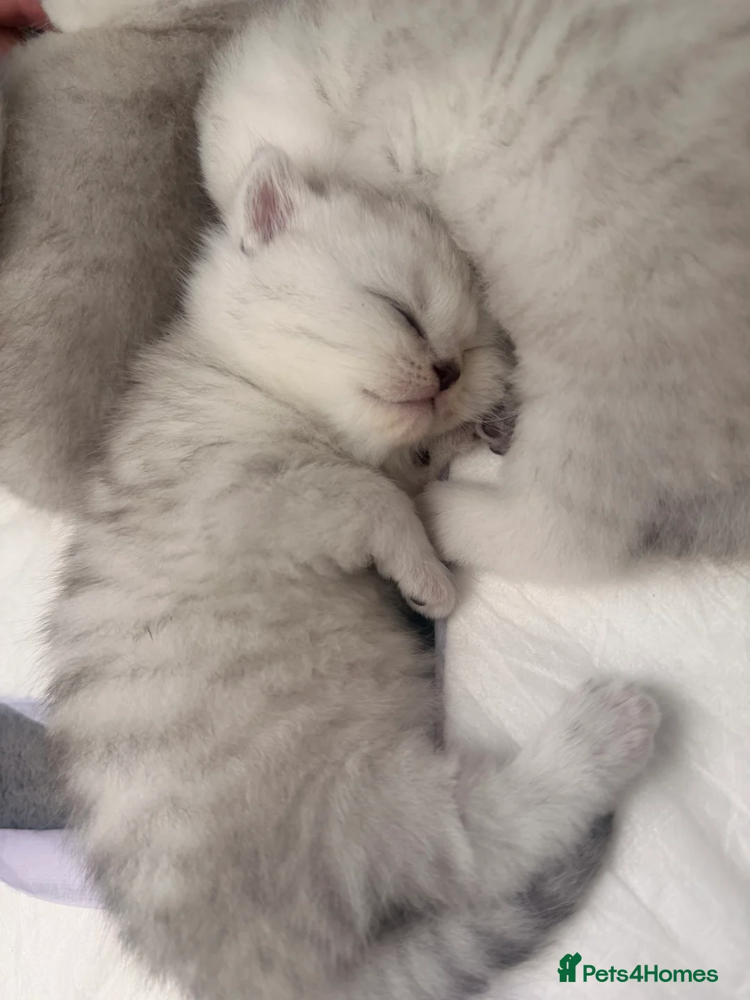 Scottish Fold cats for sale: 🐾✨ Adorable Scottish Fold & Straight Kittens - Advert 1