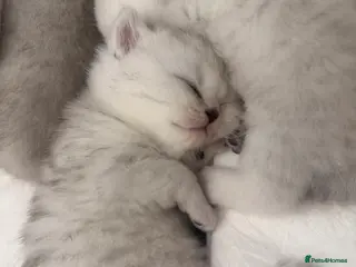 Scottish Fold cats 🐾✨ Adorable Scottish Fold & Straight Kittens - Advert 2