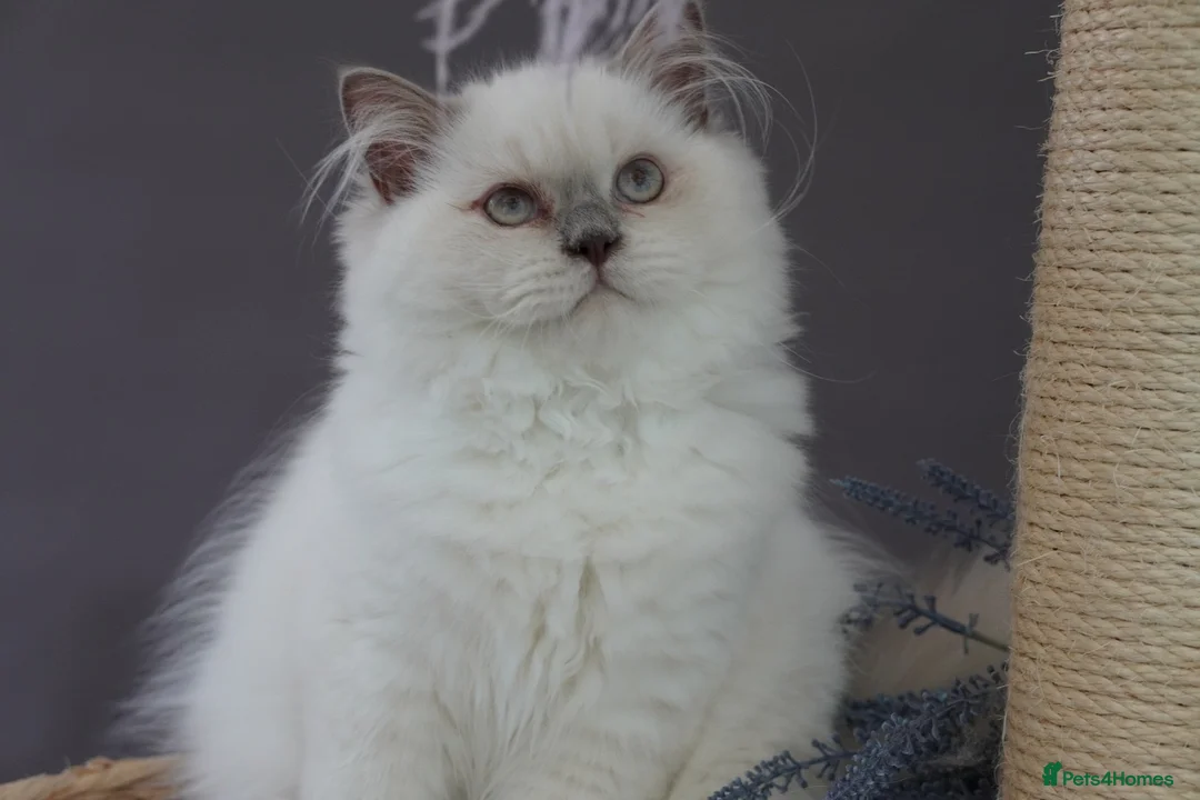 Scottish Fold cats for sale: 🌸beautiful long hair and short haired kittens🌸 - Advert 14