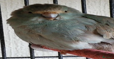 Parakeets birds - Advert 7