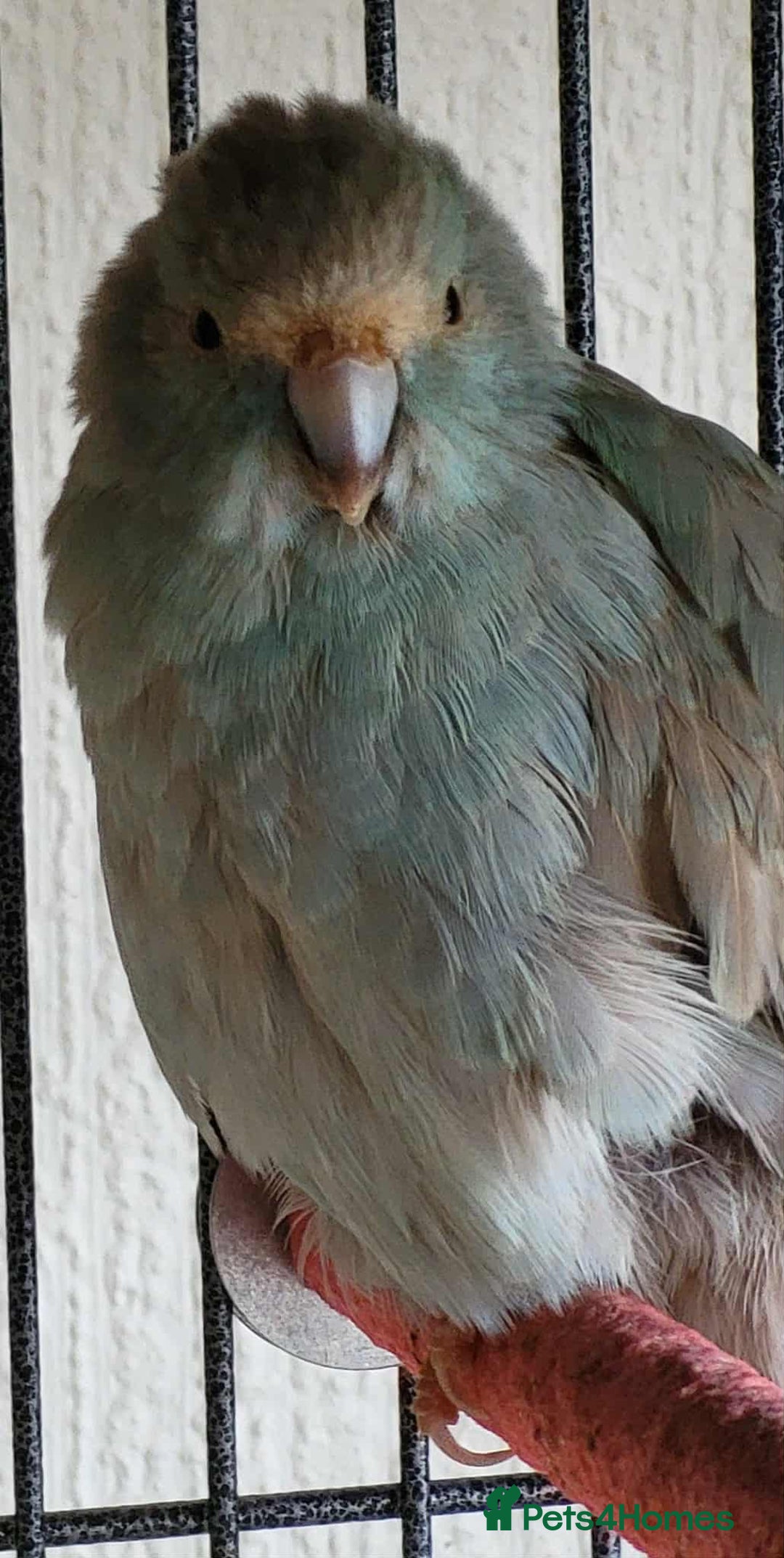 Parakeets birds for sale: 2x kakarikis and large cage  - Image 3