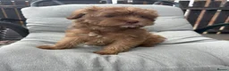 Maltipoo dogs for sale: Outstanding teddy bear  malti-poo - Advert 1