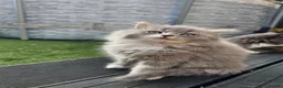British Longhair cats for sale: 2 girls 1 boy British longhair mix - Advert 12