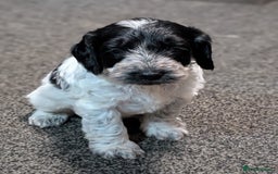 Cockapoo dogs for sale: Cockerpoo Puppies   - Advert 3