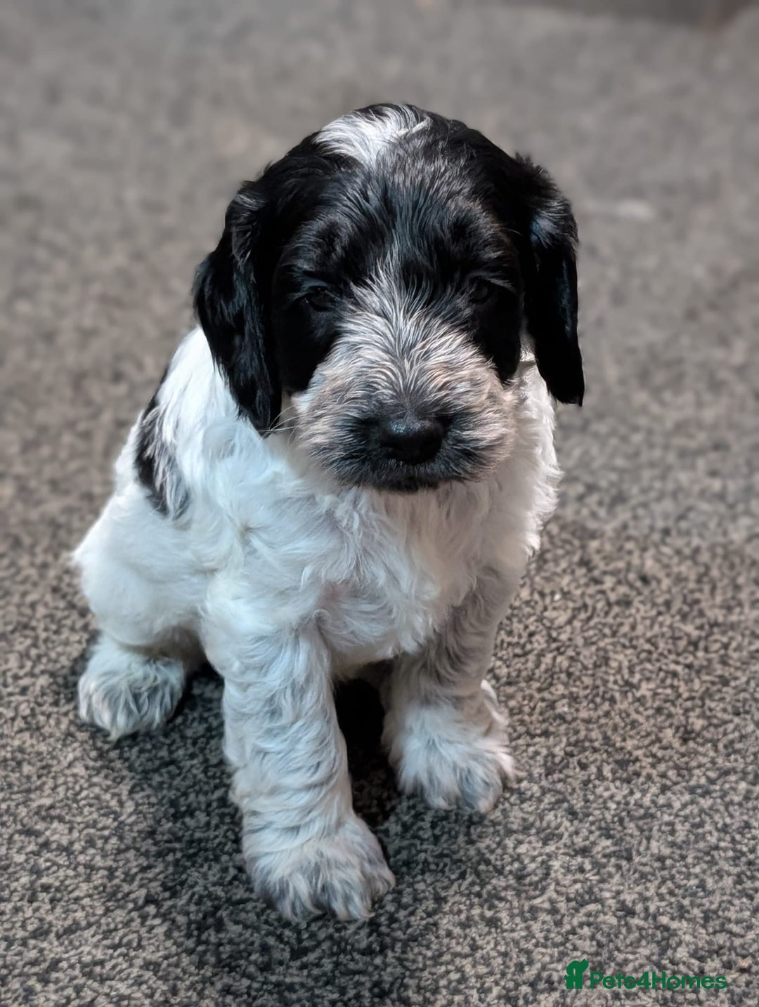 Cockapoo dogs for sale: Cockerpoo Puppies   - Advert 3