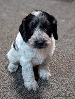 Cockapoo dogs Cockerpoo Puppies - Advert 6