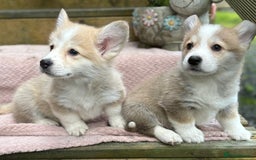 Welsh Corgi Pembroke dogs for sale: Outstanding Pembrokeshire Corgi Puppies  - Image 11