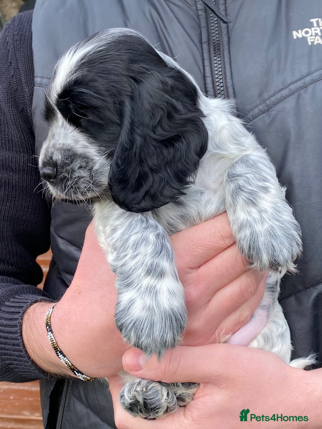 Cocker Spaniel dogs for sale: Quality show type cocker spaniel pups. - Advert 4