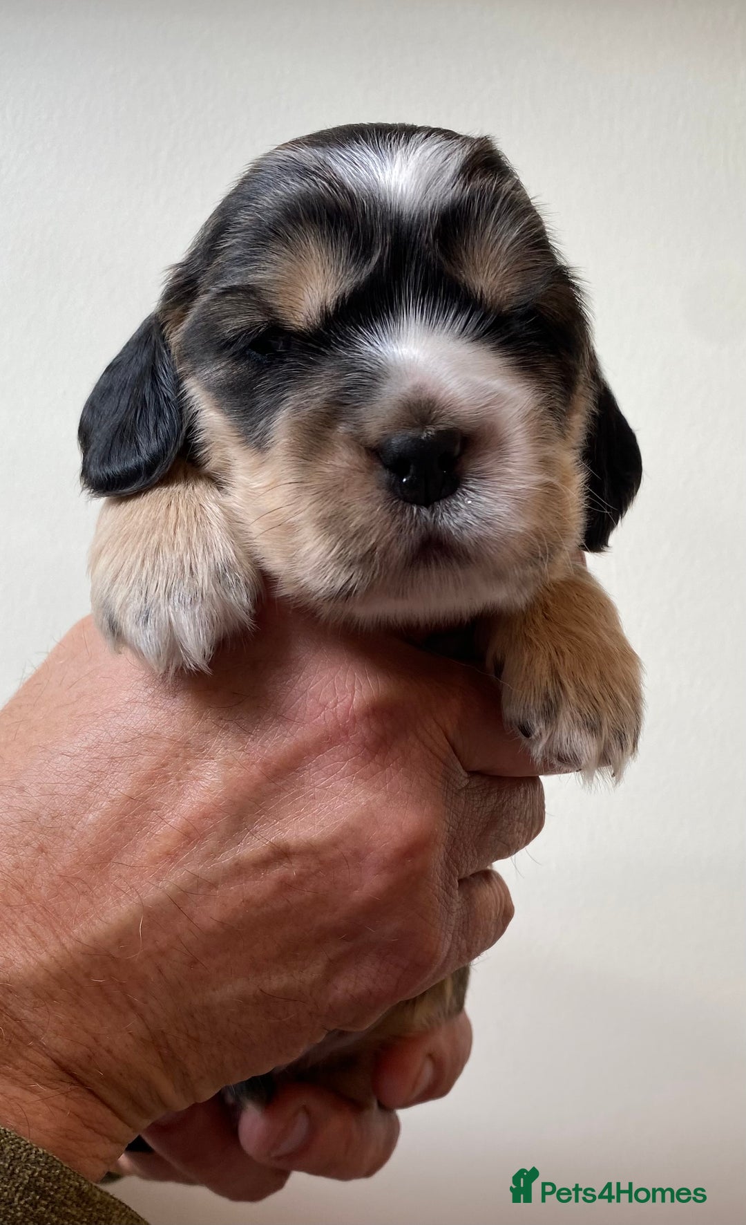 Cocker Spaniel dogs for sale: Adorable show cocker spaniels - Image 23