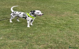Dalmatian dogs for sale: Sad sale  - Image 1