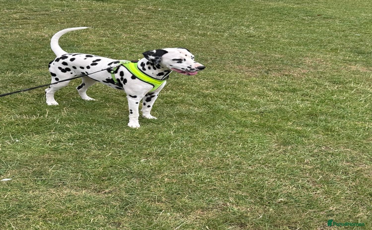 Dalmatian dogs - Advert 1