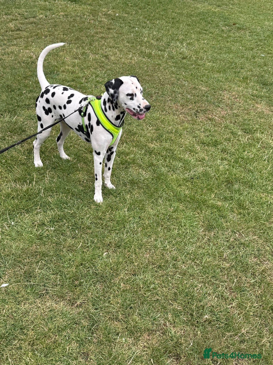 Dalmatian dogs for sale: Sad sale  - Image 1