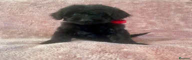 Cockapoo 7