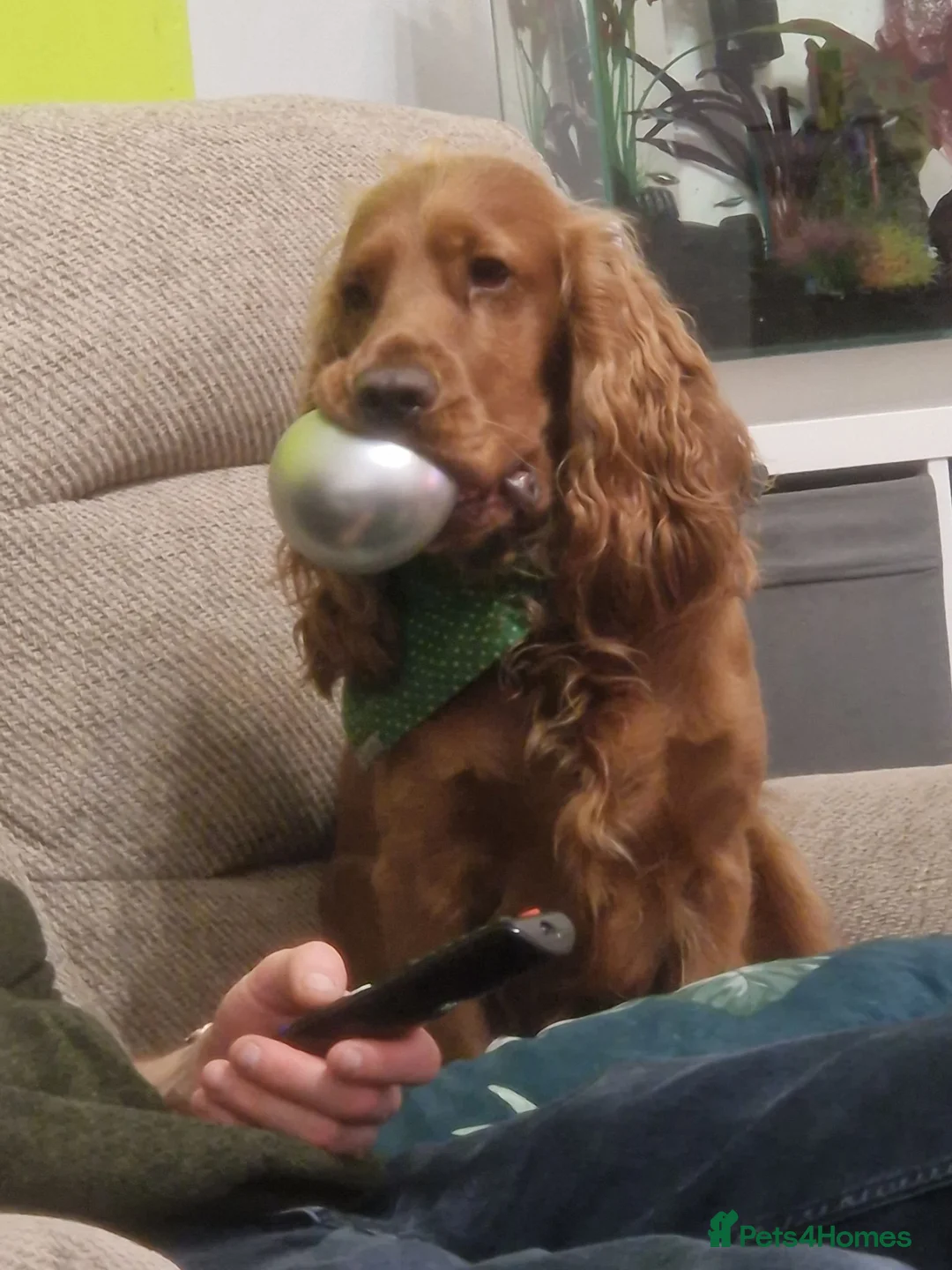 Cocker Spaniel dogs for adoption: Rehome Gus - Advert 8