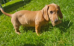 Miniature Dachshund dogs for sale: Miniture dachshund puppys  in Turriff - Image 4