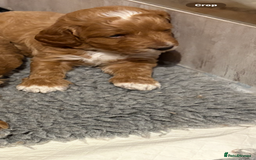 Mixed Breed dogs for sale: Australian Labradoodle  1 girl available - Image 2