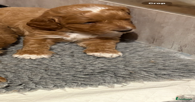 Mixed Breed dogs - Advert 16