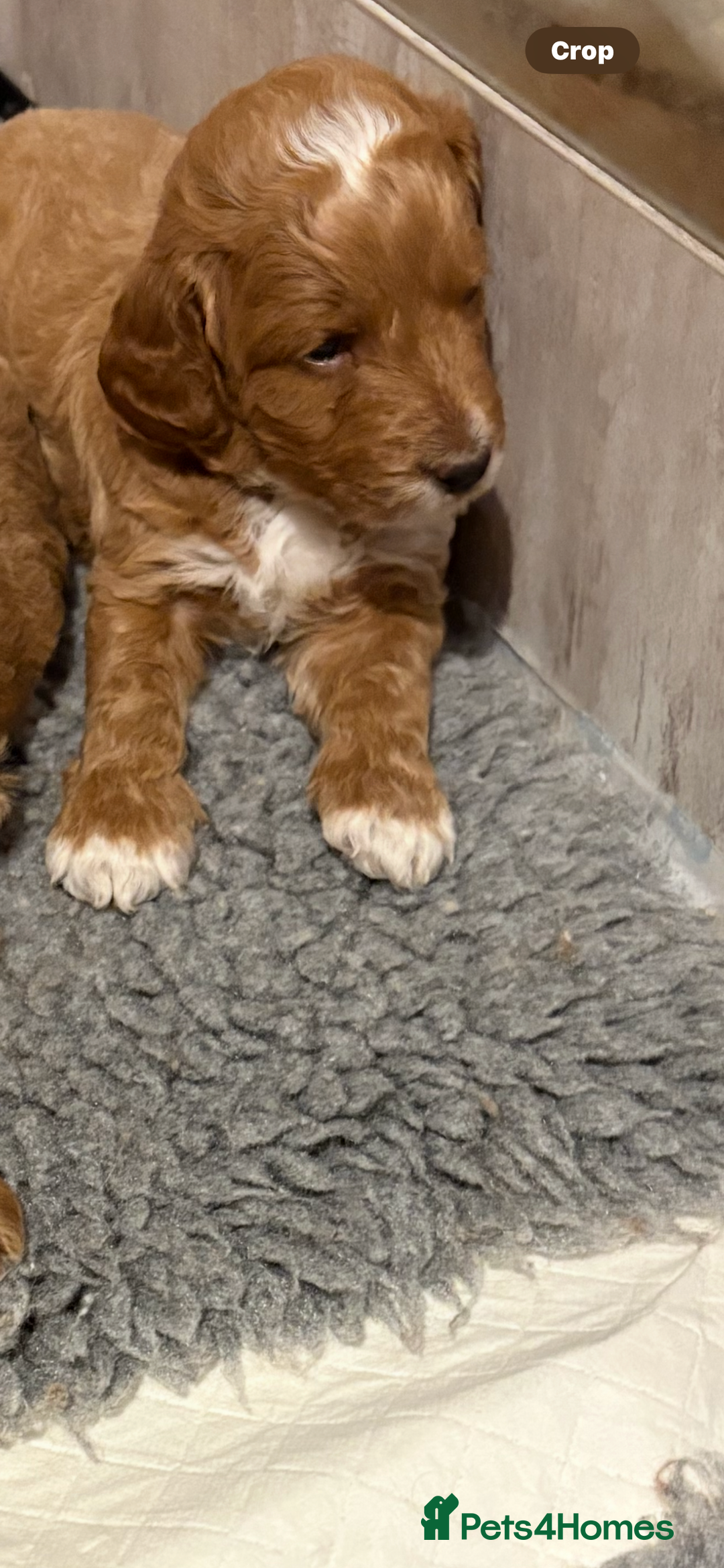 Mixed Breed dogs for sale: Australian Labradoodle  1 girl available - Image 2