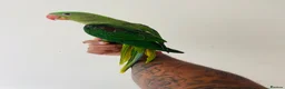 Parrots birds for sale: Hand Reared Alexandrine for sale  - Advert 14