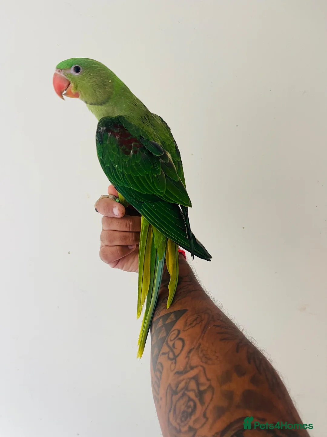 Parrots birds for sale: Hand Reared Alexandrine for sale  - Advert 14
