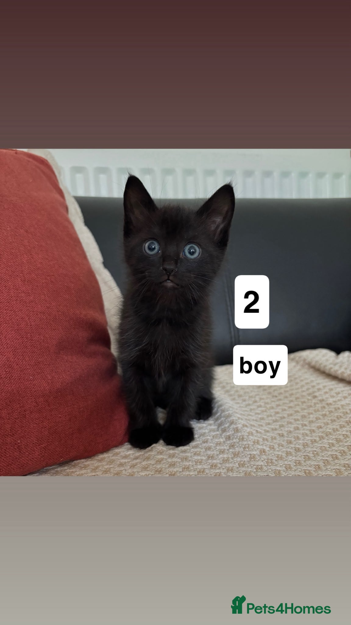 Mixed Breed cats for sale: Adorable Kittens Looking for Loving Homes  - Advert 5