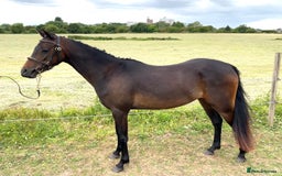 Riding pony horses for sale: 3 Year old Riding/ show pony gelding  - Image 1
