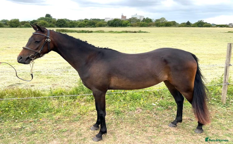 Riding pony horses - Advert 1