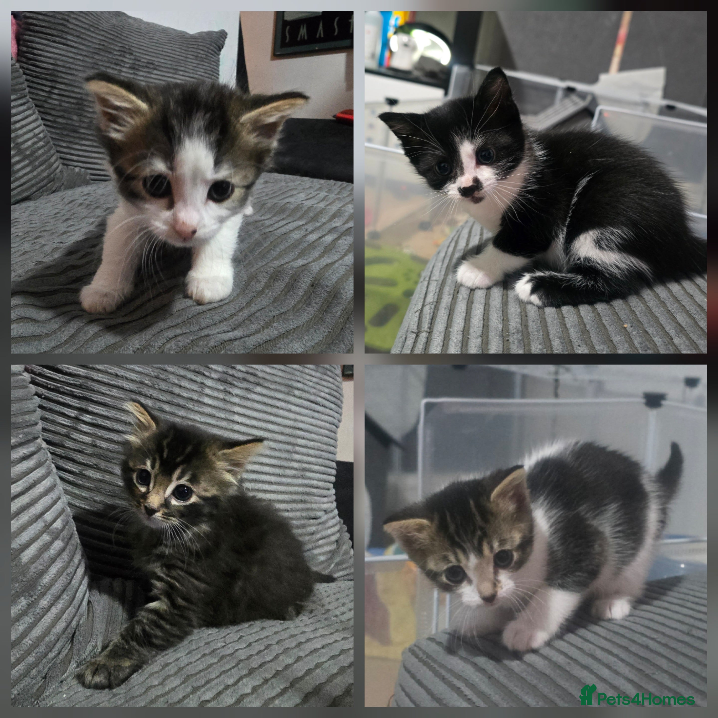Mixed Breed cats Beautiful Kittens looking for forever homes - Advert 6