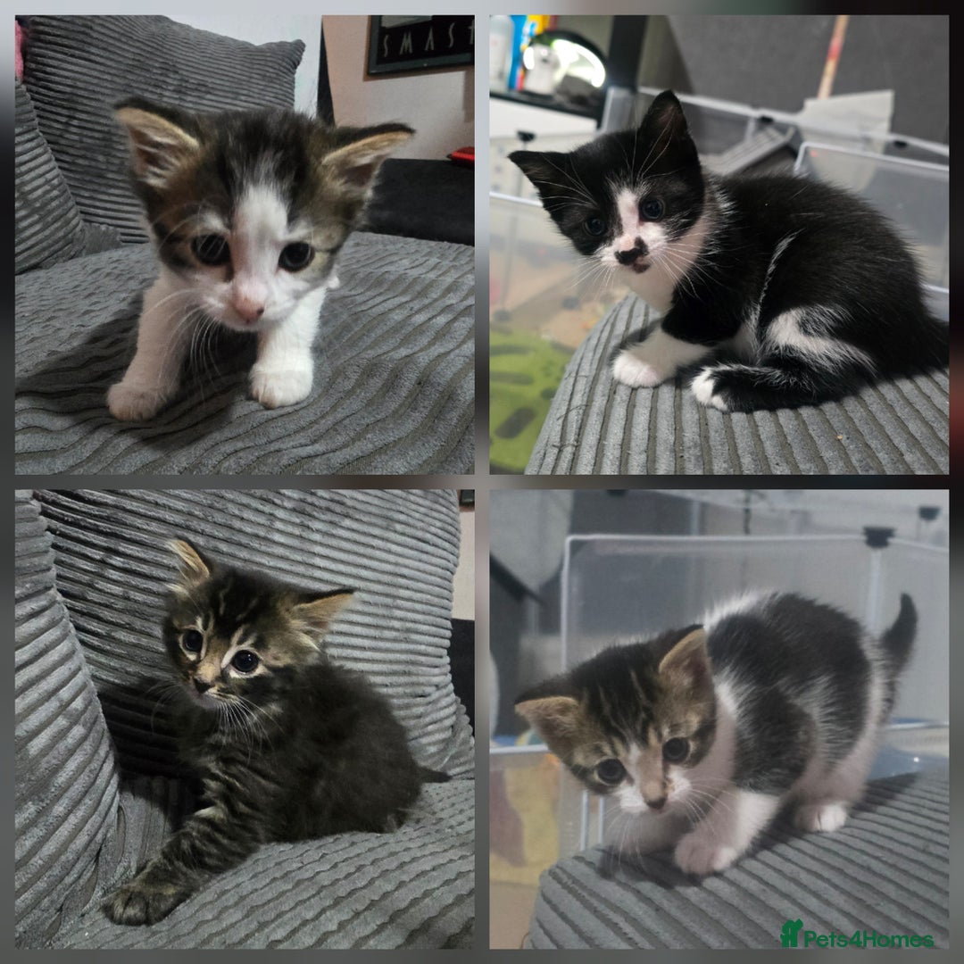 Mixed Breed cats for sale: Beautiful Kittens looking for forever homes - Advert 1