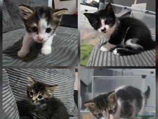 Mixed Breed cats Beautiful Kittens looking for forever homes - Advert 1