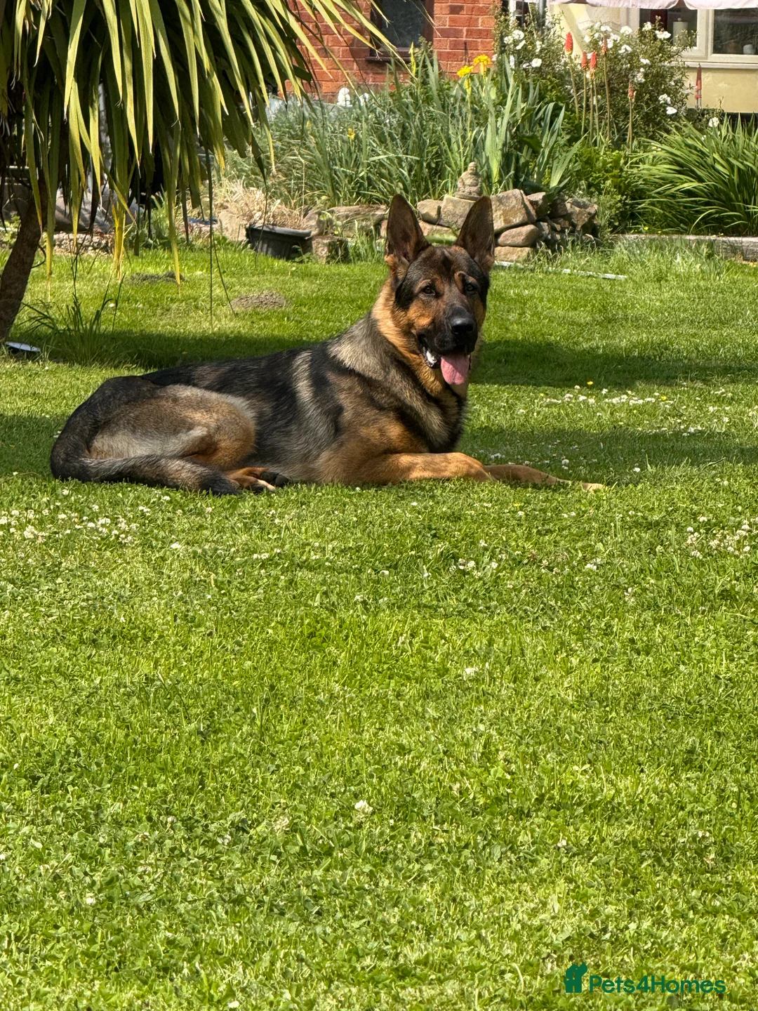 German Shepherd dogs for stud: STUD Only German Shepherd - Advert 2