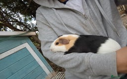 Guinea Pig rodents for sale: 2 bonded female  guinea pigs for sale  - Image 6