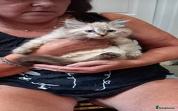 Mixed Breed cats for sale: Siberianx ragdoll - Image 4