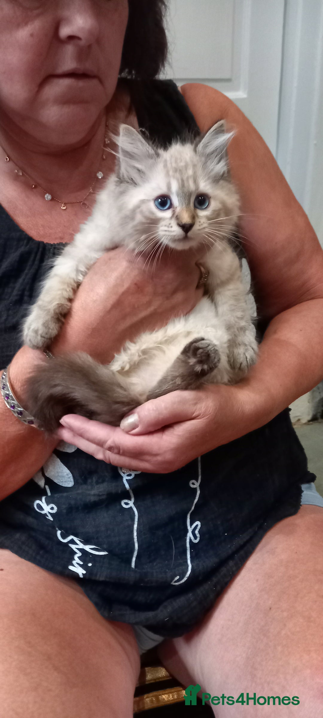 Mixed Breed cats for sale: Siberianx ragdoll - Image 4