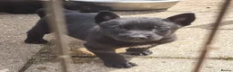 Belgian Shepherd Dog dogs for sale: Belgian malinois puppies KNVP working lines - Advert 7
