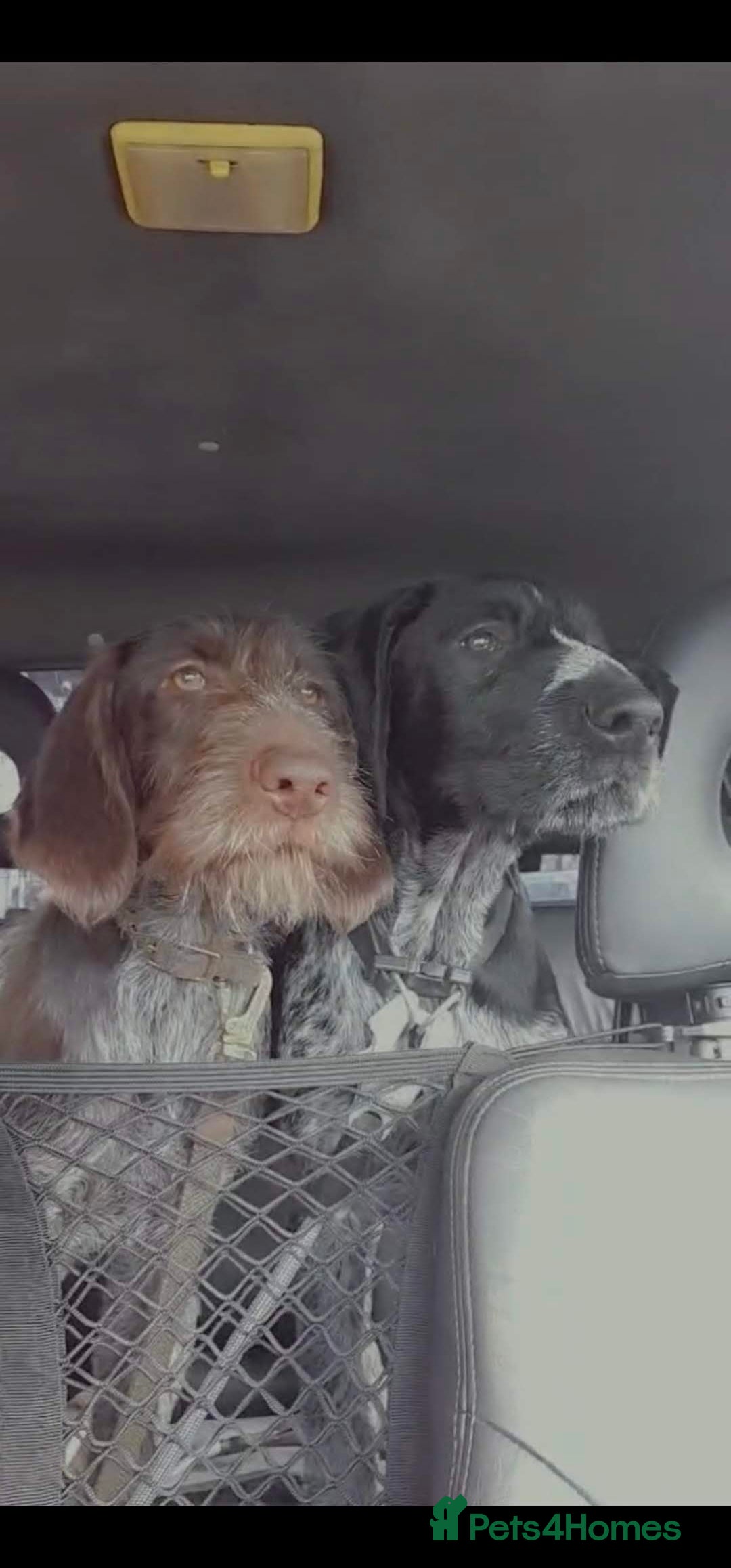 German Wirehaired Pointer dogs for sale: Female German Wirehaired pointer pup - Advert 11