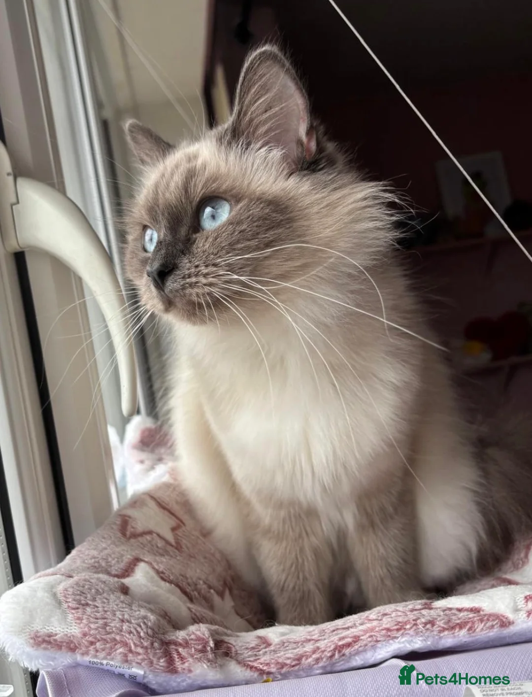 Ragdoll cats for sale: Affectionate ragdoll looking for a new home in Blyth - Advert 5