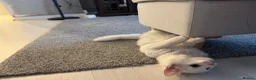 Maine Coon cats for sale: Beautiful White Maine Coon Cat in Glasgow - Advert 11