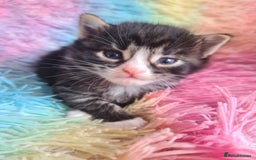 Mixed Breed cats for sale: 4 kittens for sale - Image 4