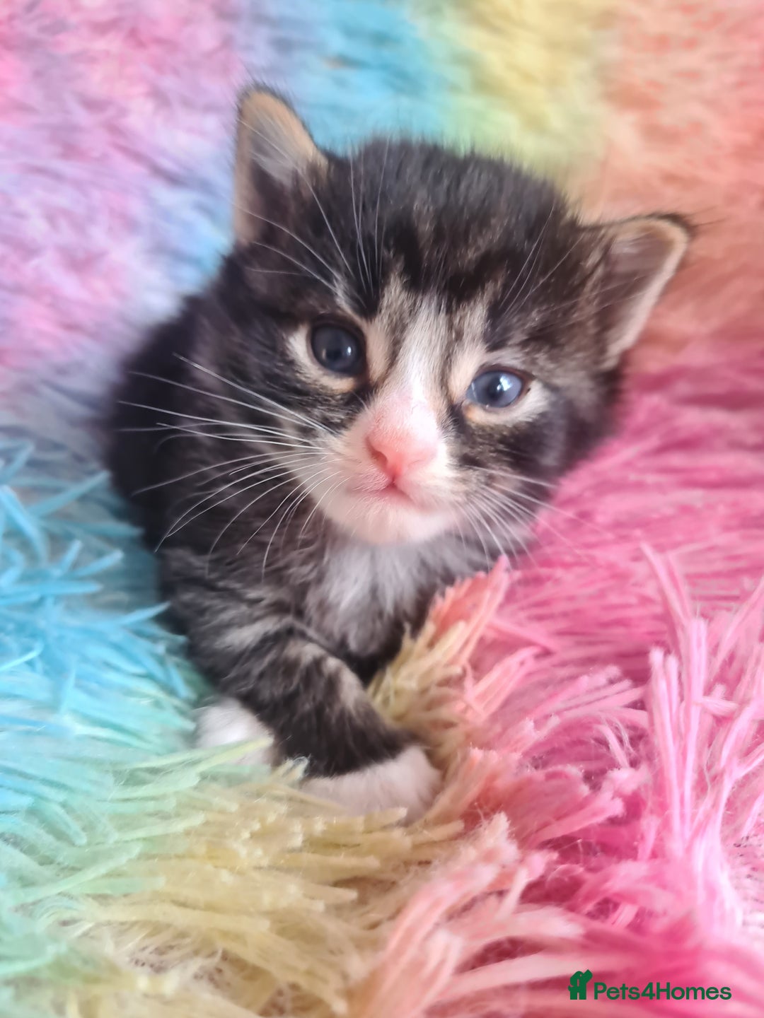 Mixed Breed cats for sale: 4 kittens for sale - Image 4