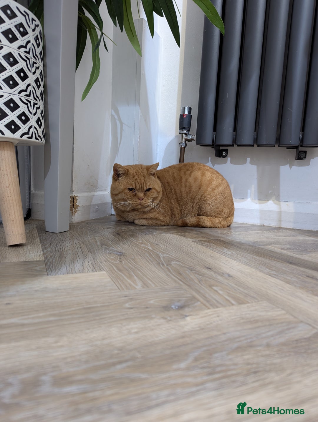 British Shorthair cats for stud: Champion British Shorthair Stud in Derby - Image 5